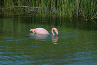 Phoenicopterus ruber
