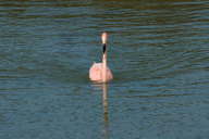 Phoenicopterus ruber
