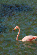 Phoenicopterus ruber