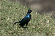 Ruppell's Long Tailed Starling