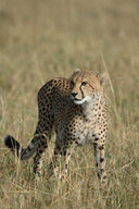 Acinonyx jubatus