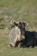Eastern White-bearded Wildebeest