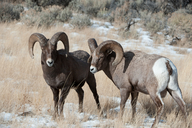 Ovis canadensis