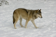 Canis lupus