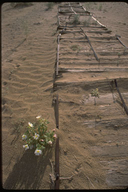 Remains of the Plank Road in use between1916-1926 over Imperial Sand Dunes near Yuma, Arizona
