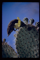 Cactus Ground Finch