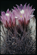 Foxtail Pincushion Cactus