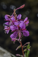 Chamerion angustifolium