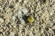 Desert Spider Beetle