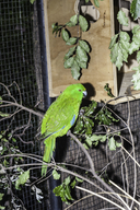 Antipodes Island Parakeet