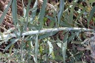 Helianthus nuttallii ssp. nuttallii
