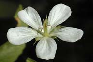 Geranium richardsonii