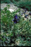 Salvia dorrii var. dorrii