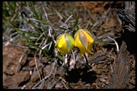 The Cedars Mariposa Lily