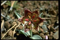 Fritillaria falcata