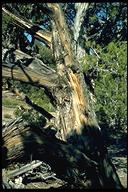Juniperus osteosperma