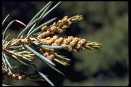 Single-leaf Pinyon Pine
