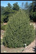 Pinus quadrifolia