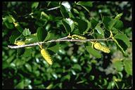 Betula occidentalis