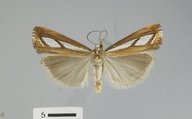 Catoptria latiradiella