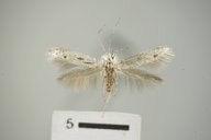 Coleophora irroratella
