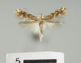 Cremastobombycia species