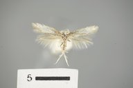 Elachista coniophora
