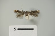 Elachista gildorella