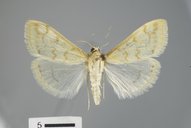 Hahncappsia coloradensis
