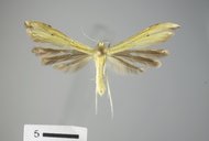 Hellinsia sulphureodactylus