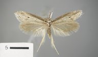 Pleurota albastrigulella