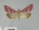 Pyrausta volupialis