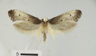 Tinea occidentella