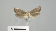 Tridentaforma species