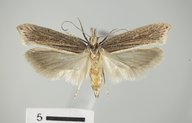 Ypsolopha lyonothamnae