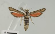 Zenodoxus canescens