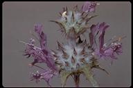 Salvia carduacea