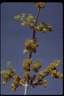 Fraxinus latifolia