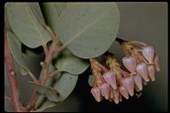 Arctostaphylos viscida ssp. mariposa