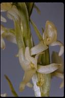 Platanthera dilatata
