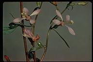 Clarkia heterandra