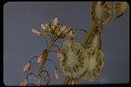 Thysanocarpus curvipes