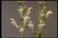 Scutellaria californica
