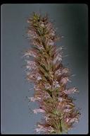 Agastache parvifolia