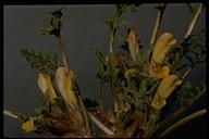 Pedicularis semibarbata