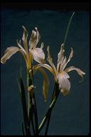 Iris hartwegii