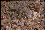 Astragalus purshii