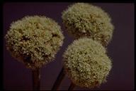 Eriogonum latifolium