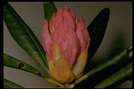Rhododendron macrophyllum