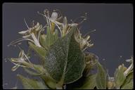 Petalonyx nitidus